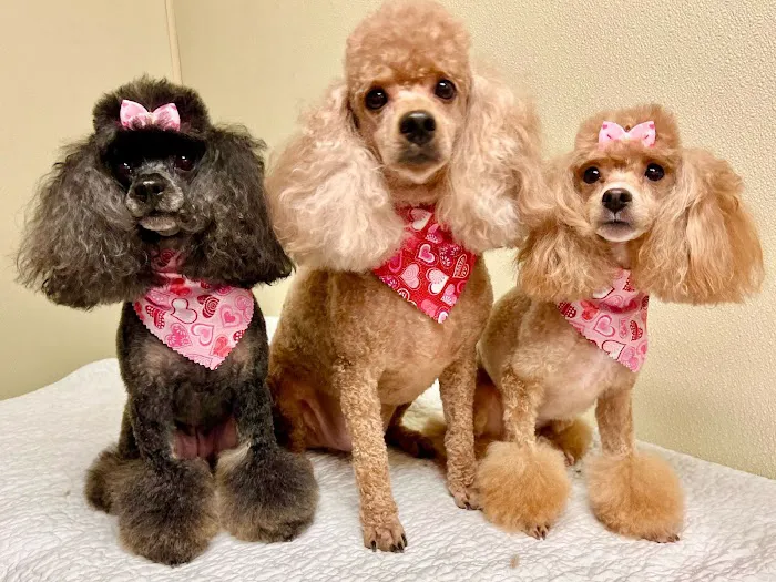 Brighton Animal Clinic Picture 5