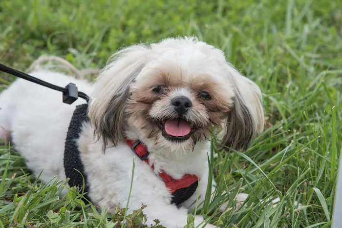 Brighton Animal Clinic Picture 8