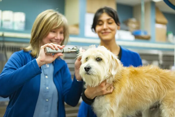 Brighton Animal Clinic Picture 7