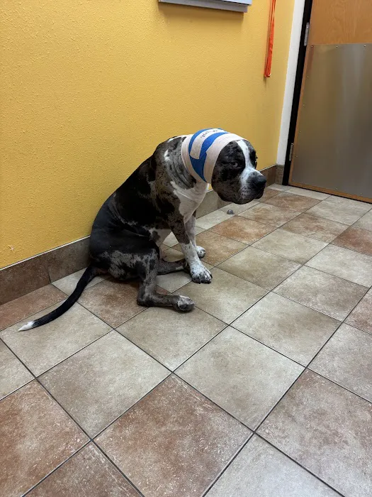 Banfield Pet Hospital Picture 1