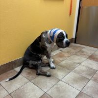 Banfield Pet Hospital ico