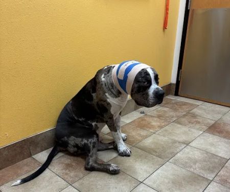 Banfield Pet Hospital