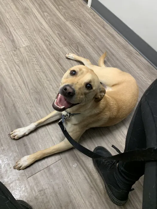 Lexington Animal Clinic Picture 9