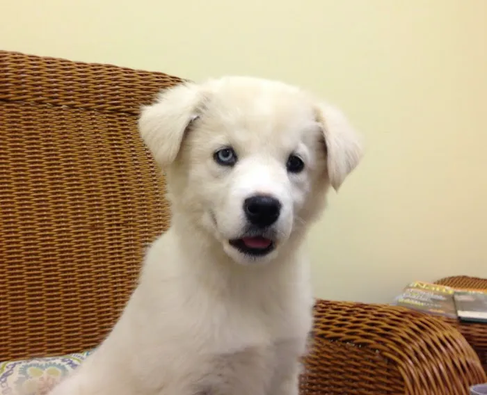 Best Pets Animal Clinic Picture 2
