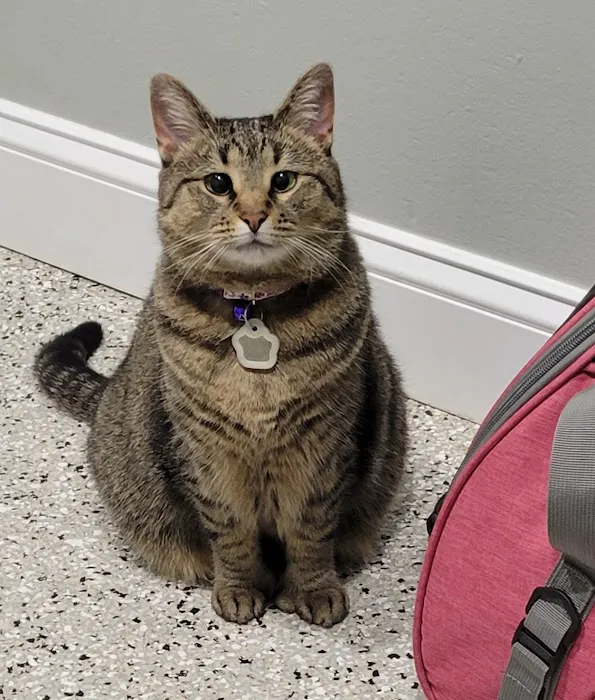 Best Pets Animal Clinic Picture 1
