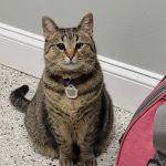 Best Pets Animal Clinic