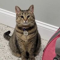 Best Pets Animal Clinic ico