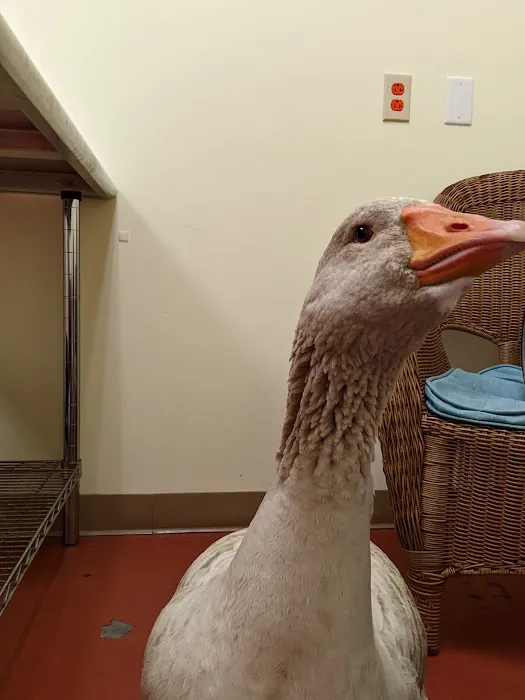 Best Pets Animal Clinic Picture 4