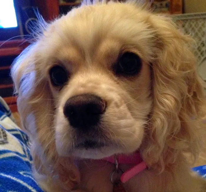 Best Pets Animal Clinic Picture 6