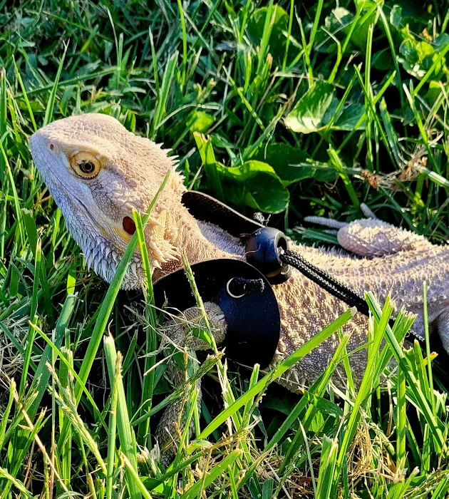 Best Pets Animal Clinic Picture 8