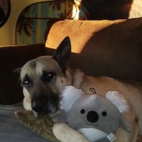 Noble View Veterinary Clinic ico