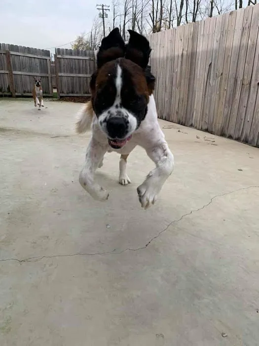 Central Kentucky Veterinary Center Picture 8