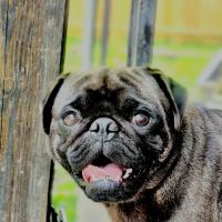 Mountain View Veterinary ico