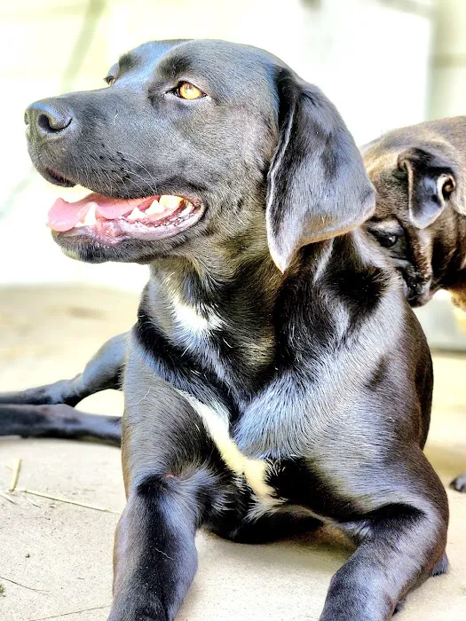 Mountain View Veterinary Picture 4