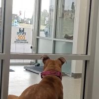 PetVet365 Pet Hospital Lexington/Richmond Rd ico