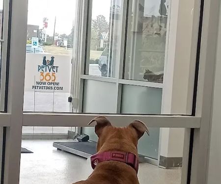 PetVet365 Pet Hospital Lexington/Richmond Rd