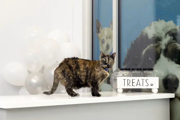 PetVet365 Pet Hospital Lexington/Richmond Rd Picture 7