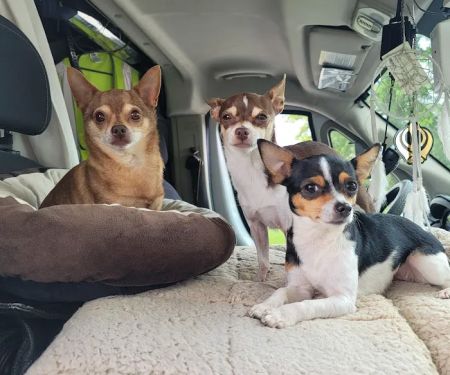Bluegrass Veterinary Specialists + Animal Emergency
