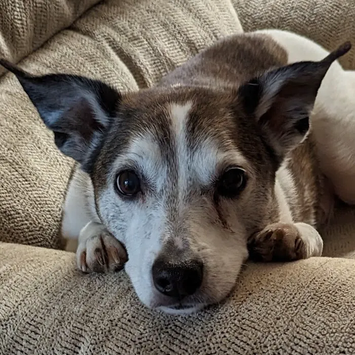 Bluegrass Veterinary Specialists + Animal Emergency Picture 10