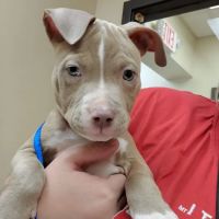 Covedale Pet Hospital ico