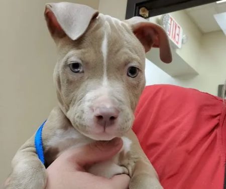Covedale Pet Hospital