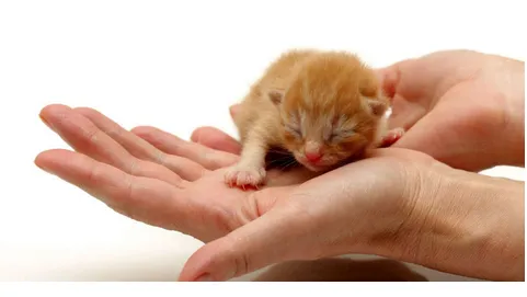 TLC Pet Care Centers Picture 3