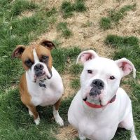 TLC Pet Care Centers ico