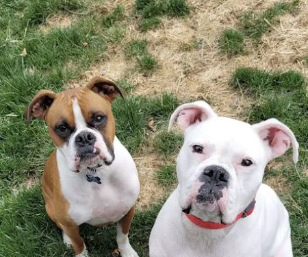 TLC Pet Care Centers