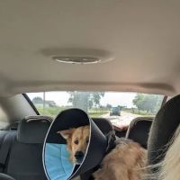 Prices Creek Veterinary Service ico