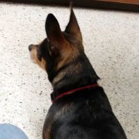 Maria Stein Animal Clinic, Inc. ico