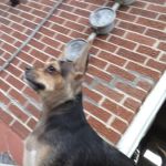 Hartzell Veterinary Service: Charles W. Hartzell, DVM and Sue Ann Hartzell, DVM