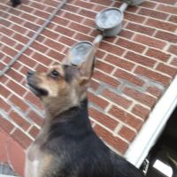 Hartzell Veterinary Service: Charles W. Hartzell, DVM and Sue Ann Hartzell, DVM ico