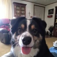 Greenville Veterinary Clinic: Jones Paul D DVM ico