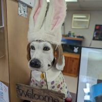 Edgetown Veterinary Clinic And Laser Center ico