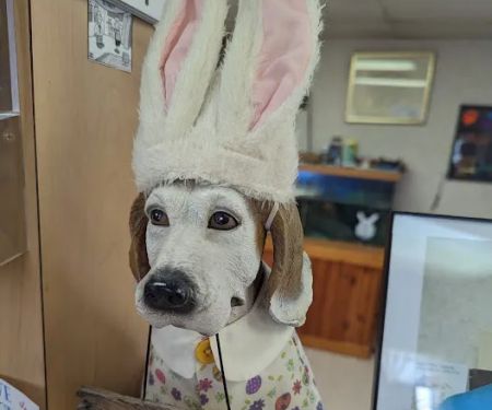 Edgetown Veterinary Clinic And Laser Center