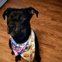 Creature Comforts Veterinary ico