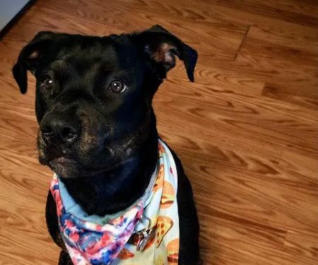 Creature Comforts Veterinary