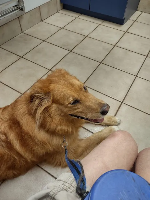Town and Country Veterinary Clinic Picture 3