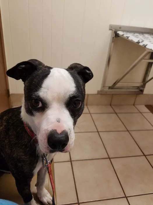 Town and Country Veterinary Clinic Picture 9