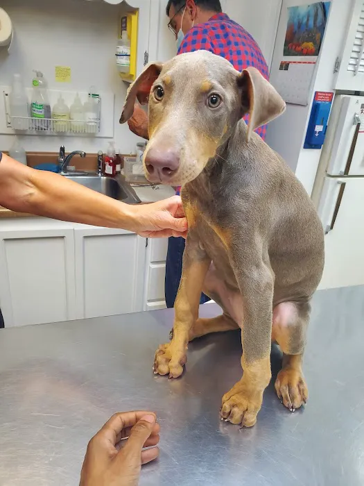 Camden Veterinary Services Picture 4