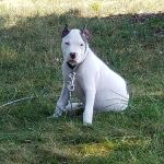 Camden Veterinary Services