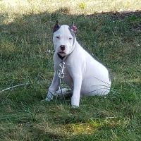 Camden Veterinary Services ico