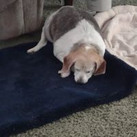 Paddy's Run Veterinary Care ico