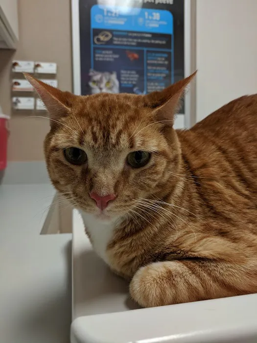 VCA Health Associates Animal Hospital Picture 4