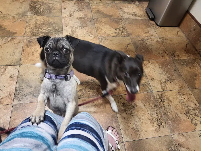 Acorn Hill Animal Hospital Picture 2