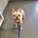 Sayers Animal Hospital