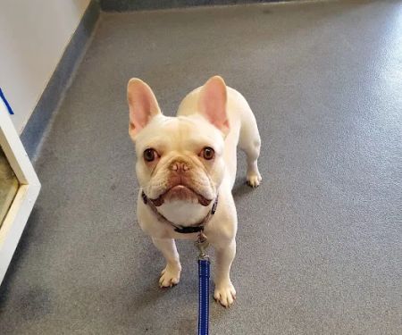 Sayers Animal Hospital