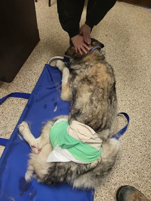 County Line Animal Hospital Picture 3