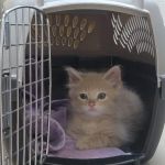 County Line Animal Hospital