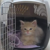 County Line Animal Hospital ico